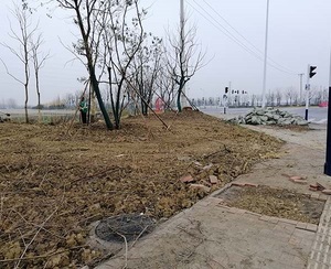绿化工程泥炭土